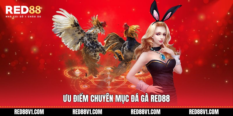 Ưu điểm chuyên mục đá gà RED88